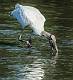Wood Storks-14